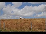Sat 11 Jul 2009 11:26:36 D30_3885.JPG 