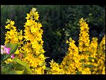 Thu 02 Jul 2009 18:39:14 D30_3768.JPG 