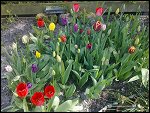Thu 22 Apr 2010 15:23:42 22042010571.JPG 
