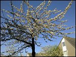 Fri 23 Apr 2010 08:58:54 23042010574.JPG 