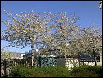 Fri 23 Apr 2010 08:59:44 23042010575.JPG 