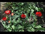 Sun 18 Apr 2010 12:05:52 D3S_2653.JPG 
