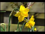 Sun 18 Apr 2010 12:07:26 D3S_2661.JPG 