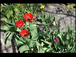 Sun 18 Apr 2010 12:08:24 D3S_2669.JPG 