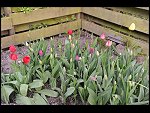 Sun 18 Apr 2010 18:04:38 D3S_2739.JPG 