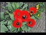 Sun 25 Apr 2010 12:38:42 D3S_2750.JPG 