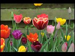 Sun 25 Apr 2010 12:40:40 D3S_2762.JPG 