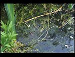 Sun 25 Apr 2010 12:53:08 D3S_2771.JPG 
