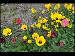 Sun 25 Apr 2010 12:57:36 D3S_2782.JPG 