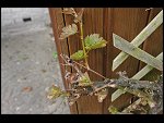 Sun 25 Apr 2010 12:58:04 D3S_2784.JPG 