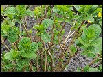 Sun 25 Apr 2010 12:58:18 D3S_2786.JPG 