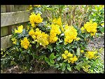 Mon 26 Apr 2010 11:15:16 D3S_2792.JPG 