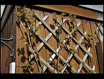 Mon 26 Apr 2010 11:15:26 D3S_2793.JPG 