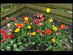 Mon 26 Apr 2010 11:16:20 D3S_2799.JPG 