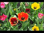 Mon 26 Apr 2010 11:16:34 D3S_2800.JPG 