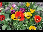 Mon 26 Apr 2010 11:16:52 D3S_2802.JPG 