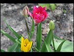 Mon 26 Apr 2010 11:17:10 D3S_2804.JPG 