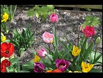 Mon 26 Apr 2010 11:17:14 D3S_2805.JPG 
