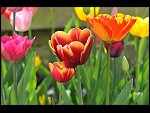 Mon 26 Apr 2010 11:17:28 D3S_2806.JPG 