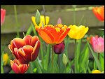 Mon 26 Apr 2010 11:17:32 D3S_2807.JPG 