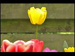 Mon 26 Apr 2010 11:17:44 D3S_2809.JPG 