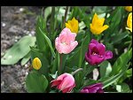 Mon 26 Apr 2010 11:18:14 D3S_2814.JPG 