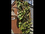 Mon 10 May 2010 13:45:19 D3S_2842.JPG 