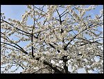 Wed 13 Apr 2011 14:50:22 D3S_4482.JPG 