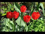 Wed 13 Apr 2011 17:32:40 D3S_4491.JPG 