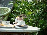 Fri 30 May 2003 10:39:34 WHIT010.JPG 