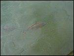Thu 04 Sep 2003 12:53:12 DSC00376.JPG 
