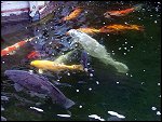 DSCF0556.JPG 