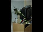 Fri 17 Sep 2004 09:00:28 PIC00053.JPG 