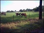 IMG_0035.JPG 