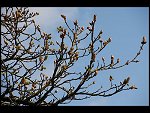 Mon 17 Apr 2006 13:09:46 D20_3264.JPG 