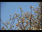 Mon 17 Apr 2006 13:16:40 D20_3265.JPG 