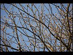 Mon 17 Apr 2006 16:42:26 D20_3300.JPG 