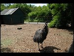 Sun 04 Jun 2006 12:50:14 D20_5592.JPG 