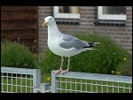 Fri 18 May 2007 12:33:30 D20_9207.JPG 