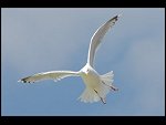 Fri 18 May 2007 12:34:36 D20_9211.JPG 