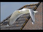 Fri 18 May 2007 12:34:40 D20_9213.JPG 