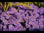 Sat 22 Sep 2007 08:52:36 D20_3516.JPG 