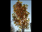 Sun 14 Oct 2007 15:03:44 D20_4253.JPG 
