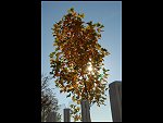 Sun 14 Oct 2007 15:03:54 D20_4254.JPG 