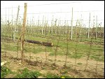 Sun 25 Apr 2010 10:48:46 DSC00212.JPG 