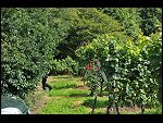 Fri 03 Sep 2010 13:52:24 D3S_8625.JPG 