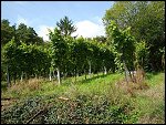 Fri 03 Sep 2010 13:48:26 DSC04295.JPG 