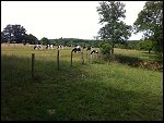 Sun 12 Jun 2011 17:17:20 IMG_2112.JPG 