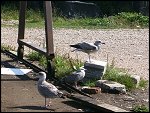 Sat 03 Sep 2011 19:38:53 BILD3258.JPG 